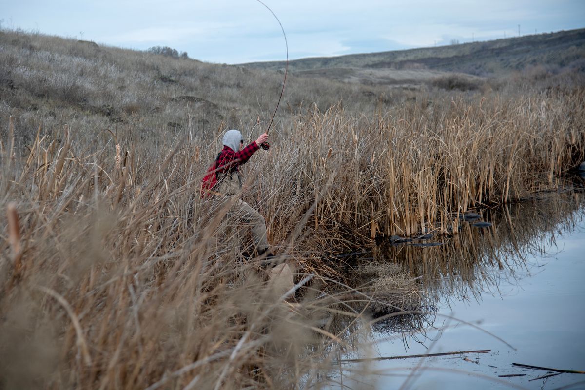An angler casts a fly on Rocky Ford Creek near Ephrata, Wash., in this February 2024 file photo. (MICHAEL WRIGHT/The Spokesman-Review)