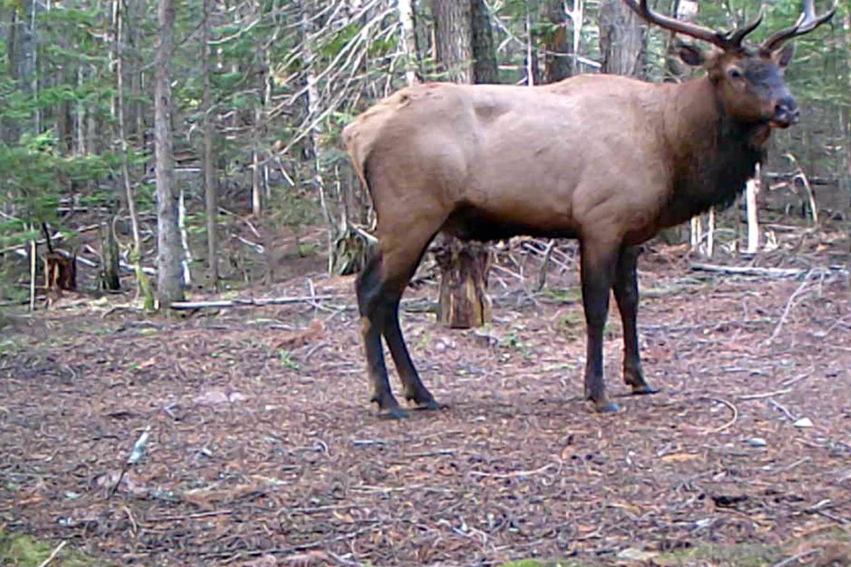 A bull elk pauses on a trail in late September in Pend Oreille County in this still photo taken from the collection of videos captured on the trail camera.  (Jordan Tolley-Turner/The Spokesm)