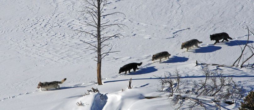 The Mollies wolf pack during its heydays in Yellowstone National Park. (National Park Service)