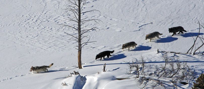 pack of wolves hunting