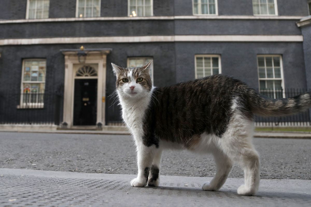 In this Thursday, May 21, 2020 photo, Larry, the official 10 Downing Street cat walks outside 10 Downing Street before the nationwide Clap for Carers to recognise and support National Health Service (NHS) workers and carers fighting the coronavirus pandemic, in London. Monday, Feb. 15, 2021 marks the 10th anniversary of rescue cat Larry becoming Chief Mouser to the Cabinet Office in a bid to deal with a rat problem at 10 Downing Street.  (Frank Augstein)