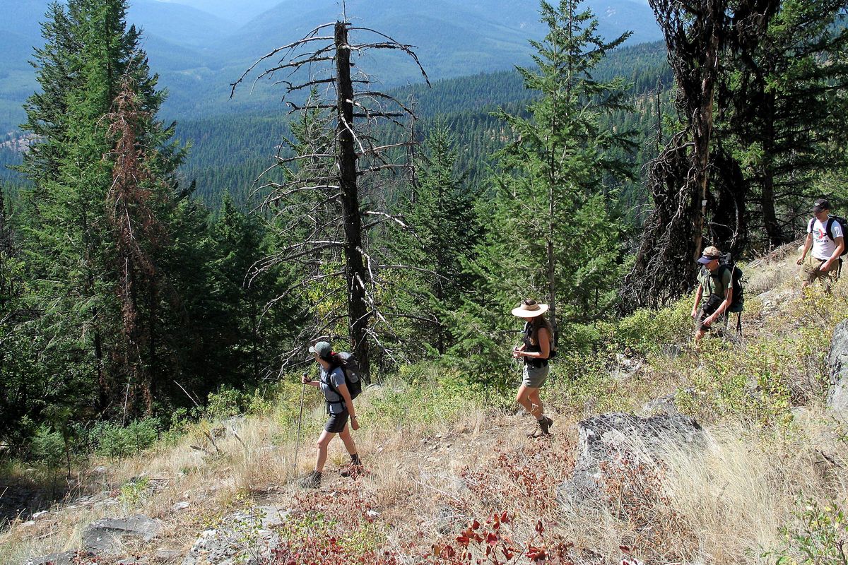 Crystal Gartner of Conservation Northwest leads a group of 24 hikers through a roadless portion of the Colville National Forest in August 2006. The forest is poised to set records for both restoration work and forest-products production. (Rich Landers / The Spokesman-Review)