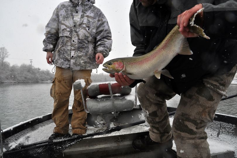 Jerrod Gibbons of Okanogan Valley Guide Service handles a 27 1/2-inch hatchery hen steelhead he netted while fishing with guests on the Okanogan River. March is prime time for steelheading on the north-central Washington river, he said.