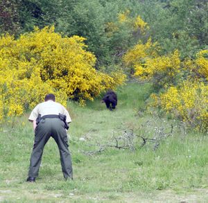 Washington Department of Fish and Wildlife Sgt. Ted Jackson crouches as a black bear, runs at him on Monday, June 6, 2011, near Port Orcahrd, Wash.   Fish and Wildlife officers and Washington State Patrol were trying to capture the bear. (Brynn Grimley / Kitsap Sun)