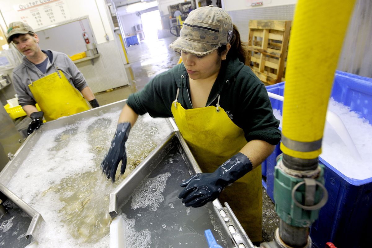 (Tacoma) News Tribune Maria Ponce, right, and Dan Underwood sort and clean oysters at the Taylor Shelfish Farms facility in Shelton, Wash., last week. (Joe Barrentine (Tacoma) News Tribune)