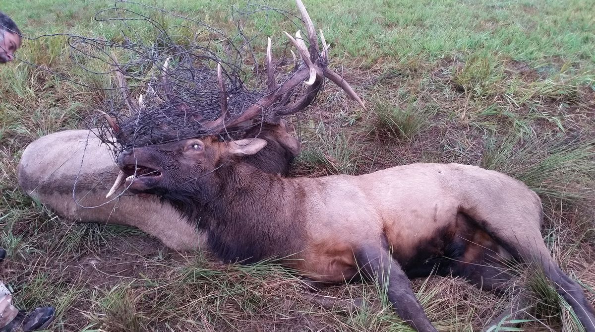 Joe Lenz found two large bull elk entangled in barbed wire Sept. 18.