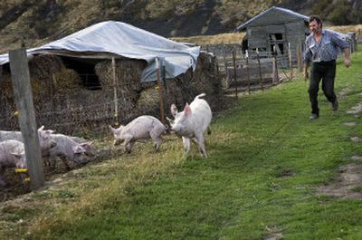 
Joe DeLong chases two hogs that got out of their pens at his farm near St. John, Wash. DeLong is shutting down his business of producing organic pork for restaurants and grocery stores all over the Northwest because of a problem finding competent labor and changes in how the industry is regulated. 
 (Photos by Holly Pickett / The Spokesman-Review)