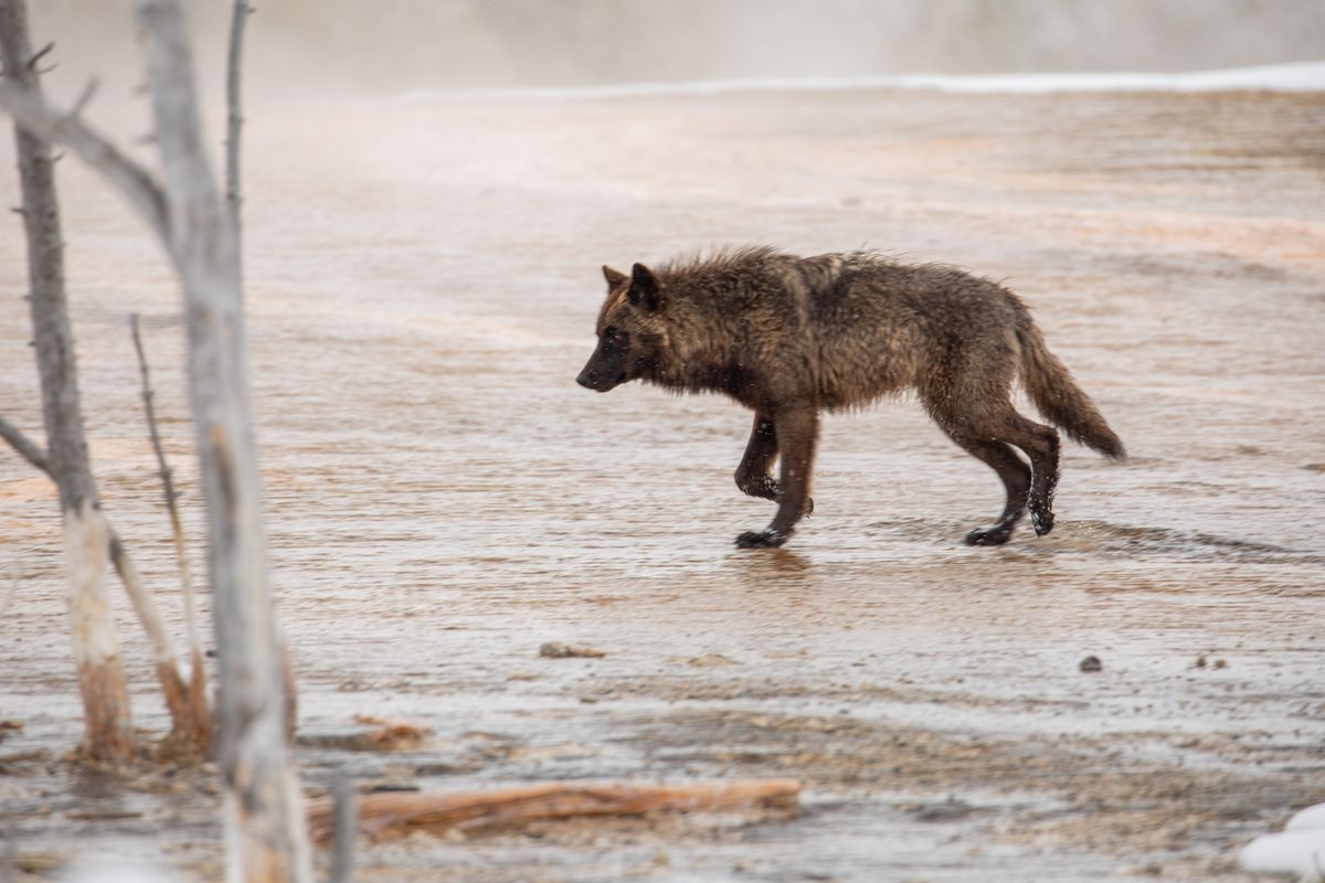 A wolf as seen at Biscuit Basin in Yellowstone National Park.  (NPS/Jim Peaco)