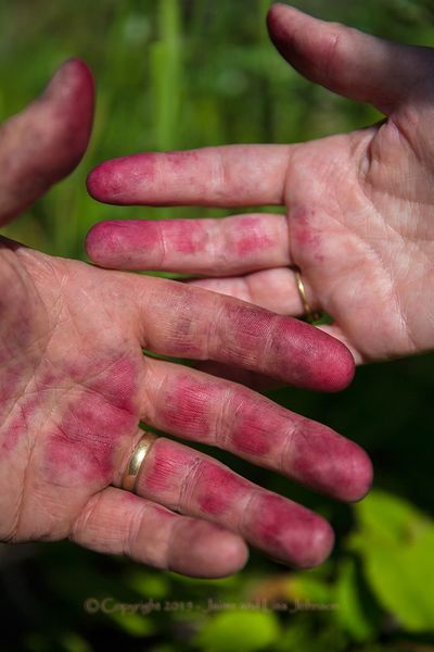 Purple stains are signals that somebody's found a good huckleberry patch. (Jaime Johnson)
