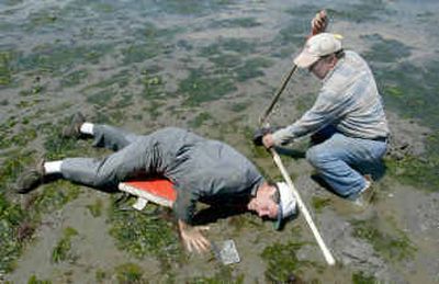 
Dave Gooding, left, and Roy Osterhout, both of Bremerton, hit the tide flats in search of geoduck on the beach in Retsil, Wash., Friday. Gooding was not shy about getting wet for a tasty clam buried two or three feet in the sand.
 (Associated Press / The Spokesman-Review)