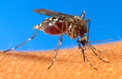 This  handout  photo provided by the Agriculture Department shows an Aedes aegypti mosquito.  (File Associated Press / The Spokesman-Review)