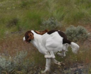 A springer spaniel springs into action during a fun hunt at Espanola. (Rich Landers)