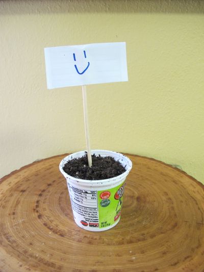 Plastic yogurt cups can easily be re-purposed as seed cups for garden seedlings. (R.B. Millsap / Special to Down to Earth NW )