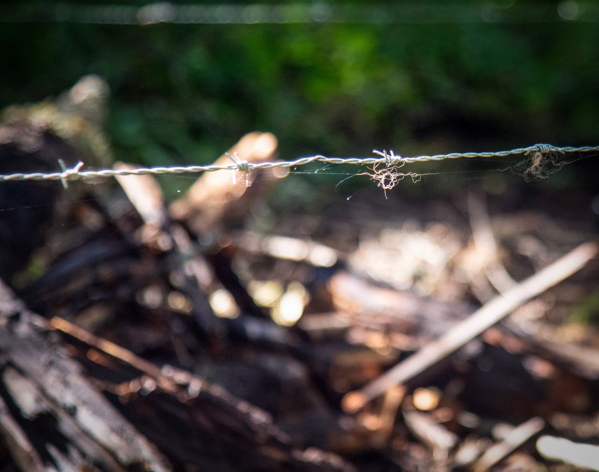 Wildlife biologists from the Washington Department of Fish and Wildlife spot bear hair caught in barbed wire in the mountains outside of Springdale, Washington, Wednesday, July 1, 2026. Researchers set up corrals to capture the hair to learn more about black bear density in the area.  (Michael Wright/The Spokesman-Review)