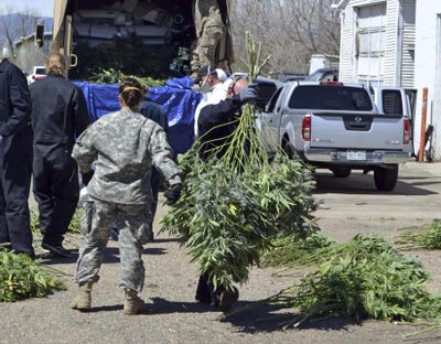 Investigators load marijuana plants onto a Colorado National Guard truck outside a suspected illegal grow operation on April 14, 2016, in Denver. (Associated Press)