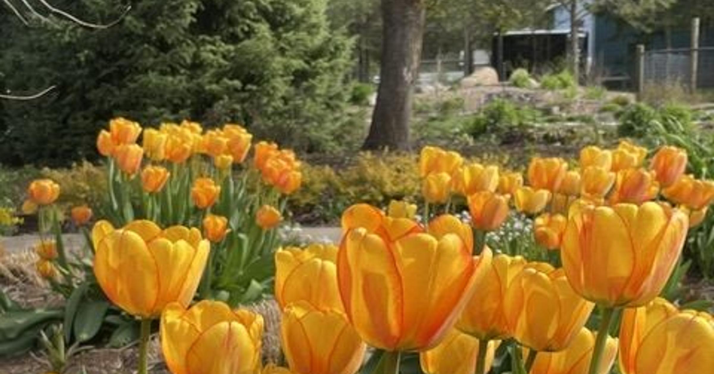 Gardening: Order bulbs now to get blooms next spring