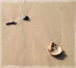 Shells, St. George Island, Florida. (Cheryl-Anne Millsap / Photo by Cheryl-Anne Millsap)