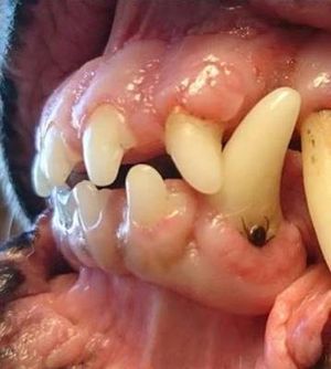 Tick fixed in a dog's gums.