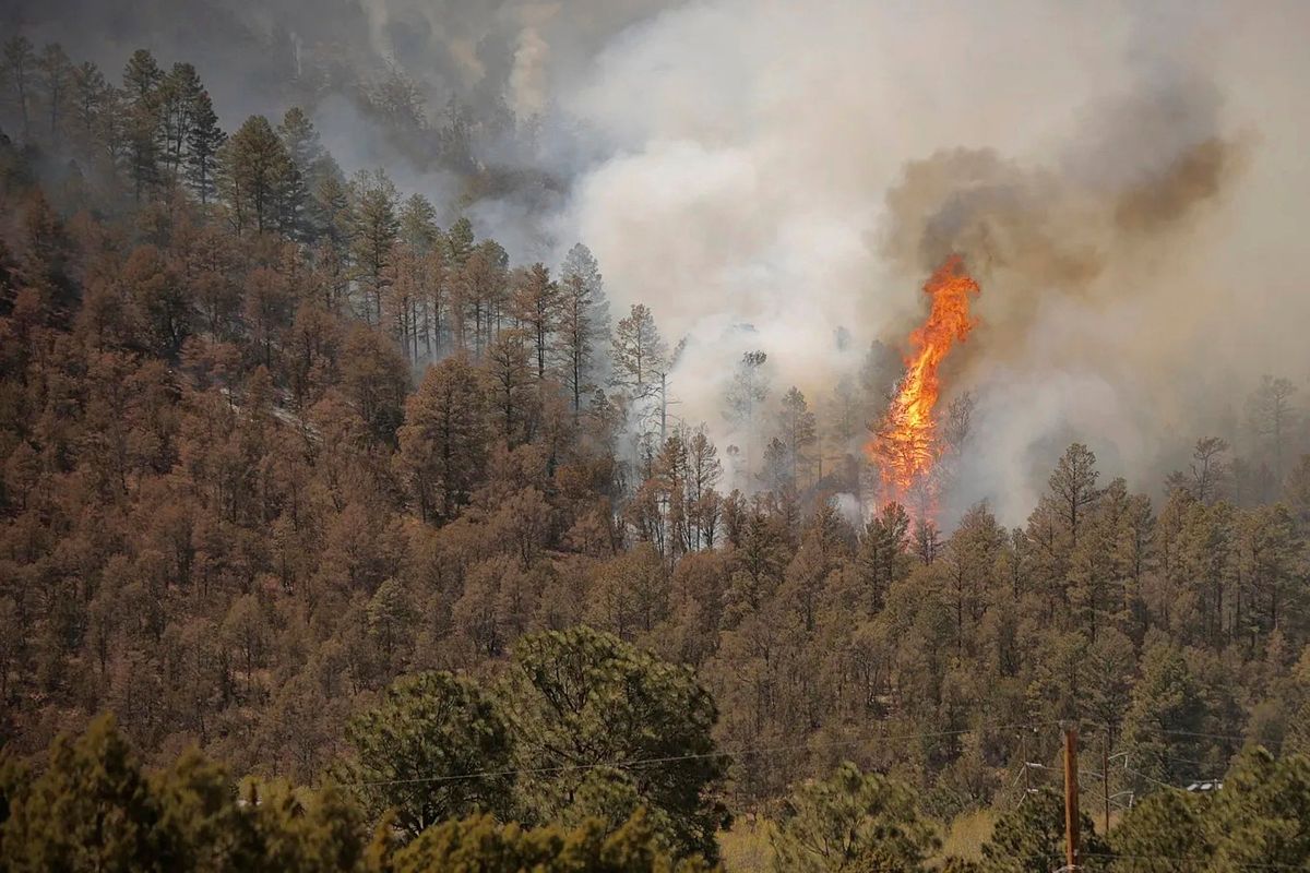 A tree ignites as the McBride Fire spills down a mountainside near Ruidoso, New Mexico, on Wednesday April 13, 2022. Authorities say firefighters have kept a wind-driven blaze from pushing further into a mountain community in the southern part of the state.  (Justin Garcia)
