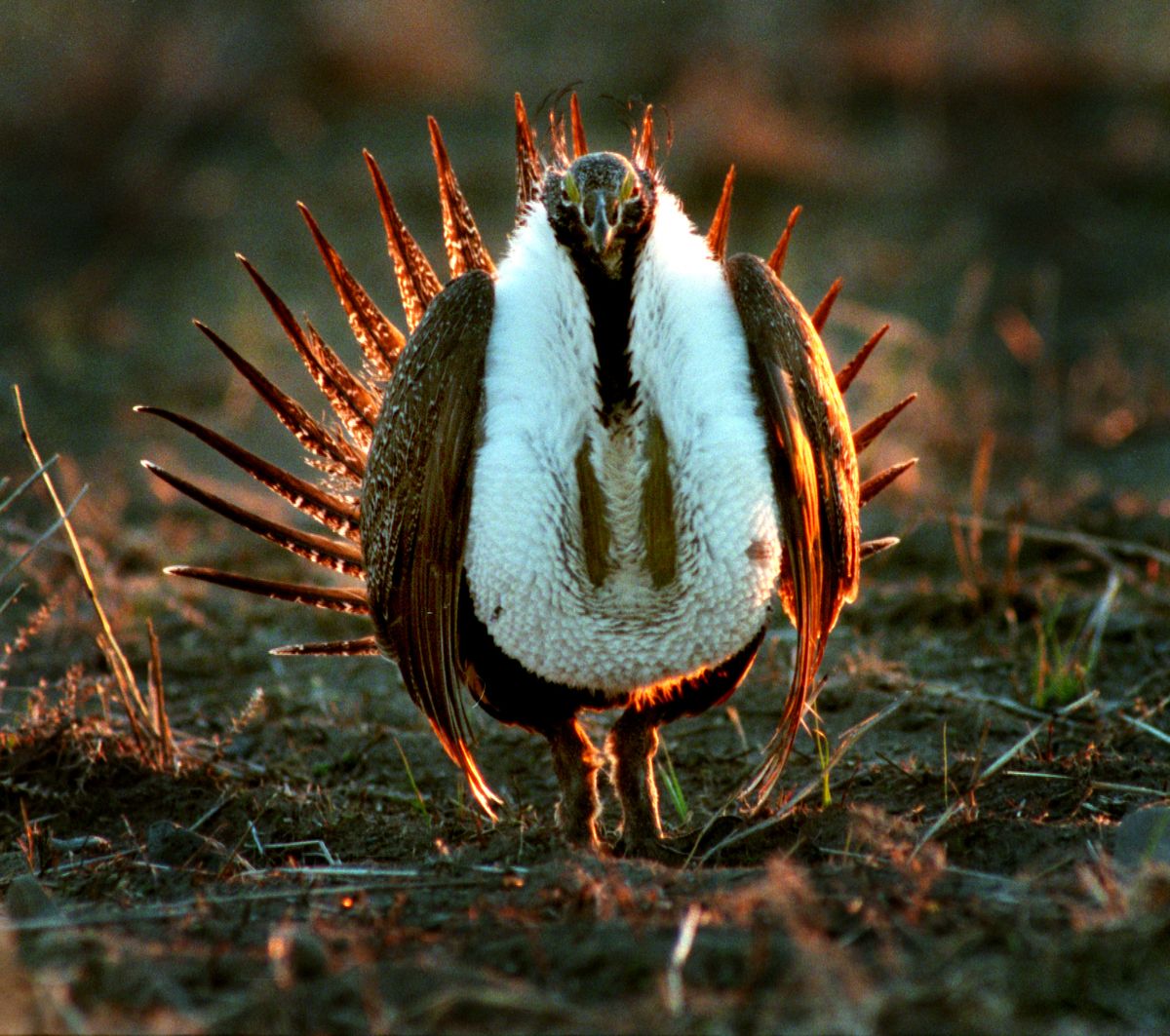 Sage grouse reintroduction to Lincoln County is the topic of a program this week sponsored by Spokane Audubon Society.  (The Spokesman-Review)