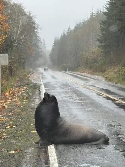 Sea lion blocks roadway in Cosmopolis - Sat, 08 Nov 2025 PST