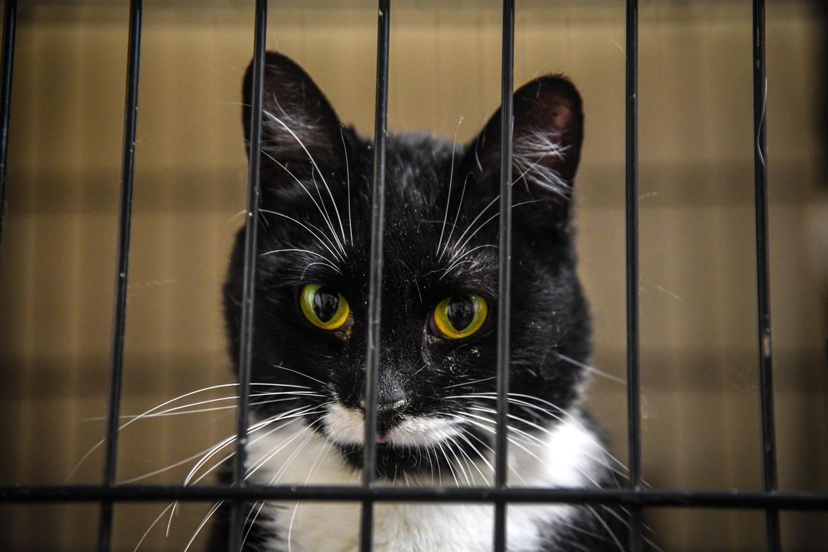 A black female cat sits in a cage at SCRAPS, Tuesday, April, 2, 2019. It is one of 43 cats seized Monday afternoon from a home in Spokane Valley. (Dan Pelle / The Spokesman-Review)