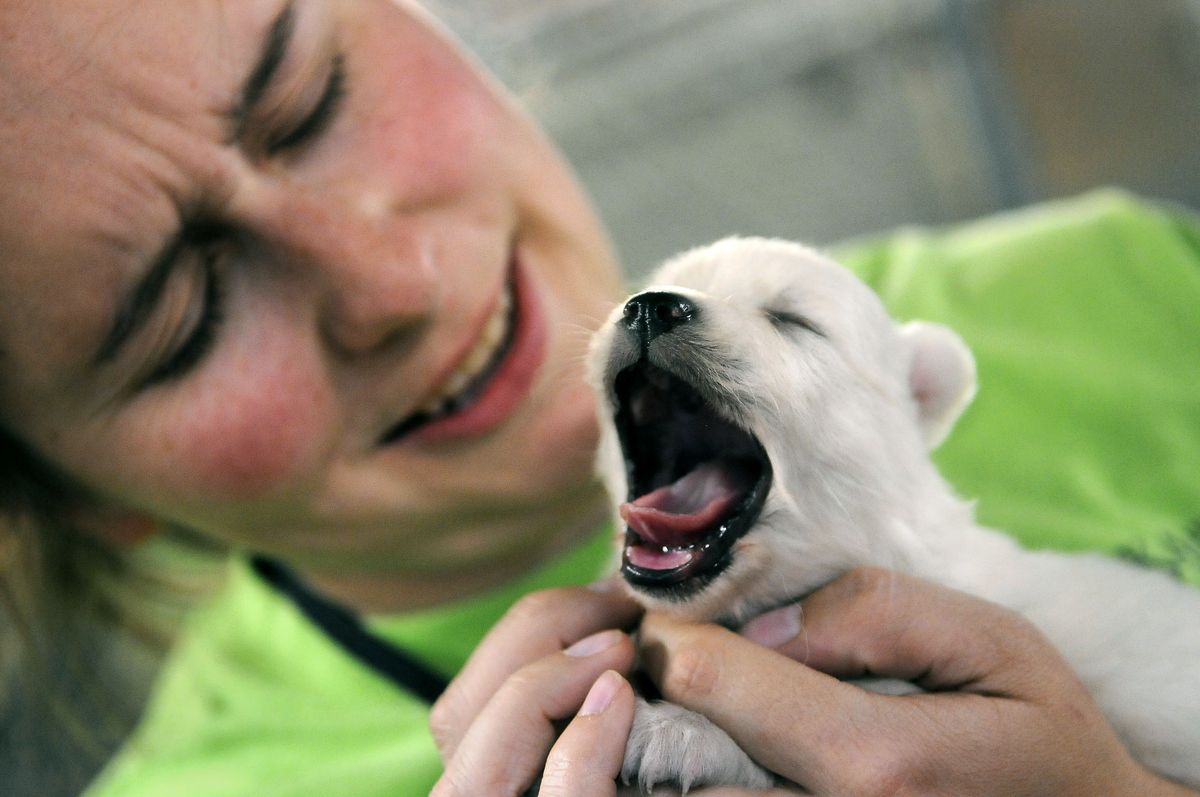 Jenna Bell, volunteer coordinator for the Spokane Humane Society, dotes on an American Eskimo puppy  that was rescued Wednesday from a Kennewick puppy mill and brought to Spokane, along with 44 other dogs, Friday afternoon.  (Photos by DAN PELLE / The Spokesman-Review)