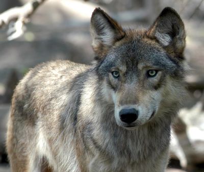 Wolves in the Northern Rockies were taken off  the Endangered Species List last spring.  (Associated Press / The Spokesman-Review)