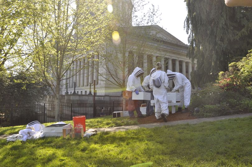 OLYMPIA Beekeepers Laurie Pyne, in front, and Duane McBride, Mark Emerich and Jeff Coleman, left to right, prepare hives for bees that were relocated Wednesday to the lawn of the governor's mansion. (Jim Camden/The Spokesman-Review)