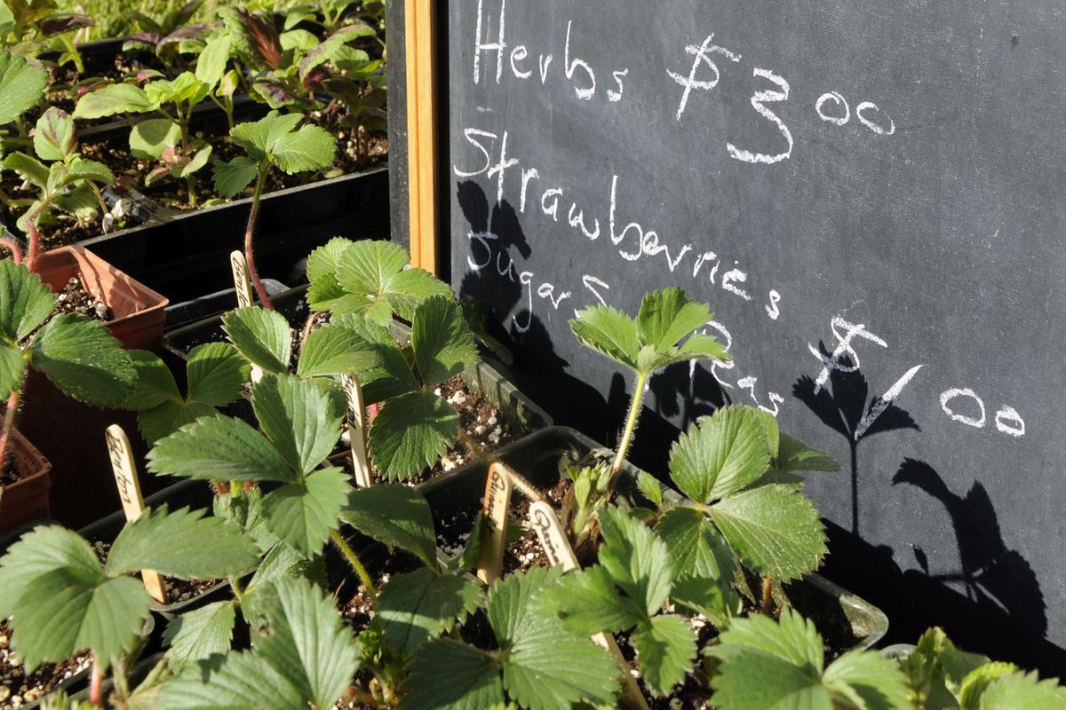 Herb and strawberry plants were for sale at the Spokane Farmers Market in May 2012. With proper bed preparation and maintenance, strawberry plants should be ready to pick mid-June, Pat Munts says. (FILE)