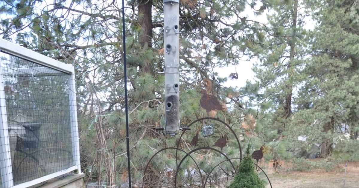 Gardening Keeping salmonella at bay Disinfect bird feeders and clean