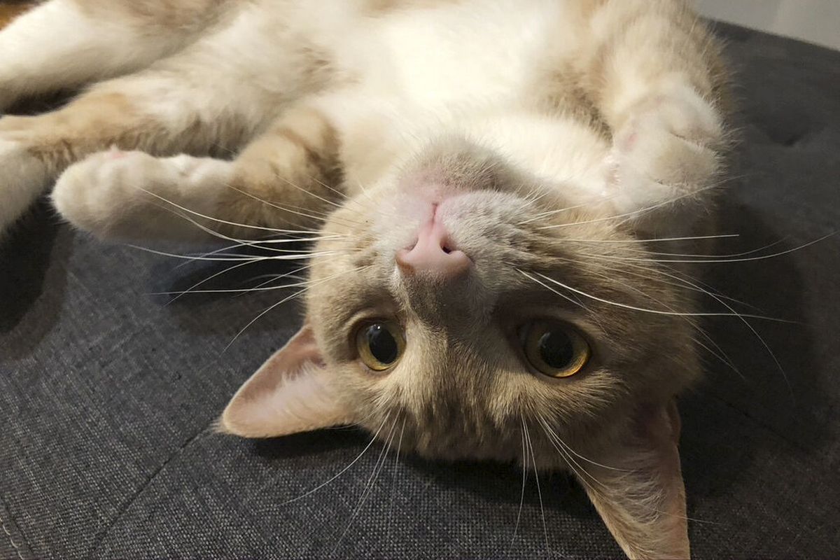 In this photo provided by Kate Hilts, her cat, Potato looks up at her April 29, 2020, in Washington. Cats who were practicing social distancing years before we knew what it was have become attracted to Zoom calls, are following their humans around the house, and even allow themselves to be cuddled. And remember "All Dogs Go to Heaven?" With their humans at home 24/7, many are already living it. Relationships between pets and people are changing during the pandemic, possibly permanently.  (Kate Hilts)