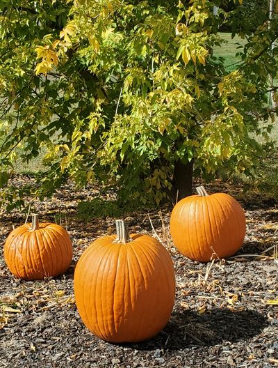 Pumpkins bask in the sun’s warmth in Moscow, Idaho, on Sunday, Oct. 3, 2021, as change is in the air.  (Linda Weiford/For The Spokesman-Review)