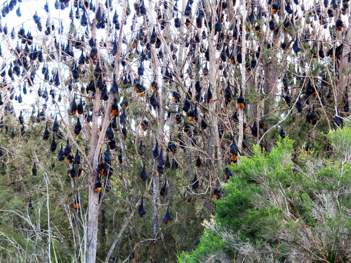 140,000 bats overrun picturesque Australian community