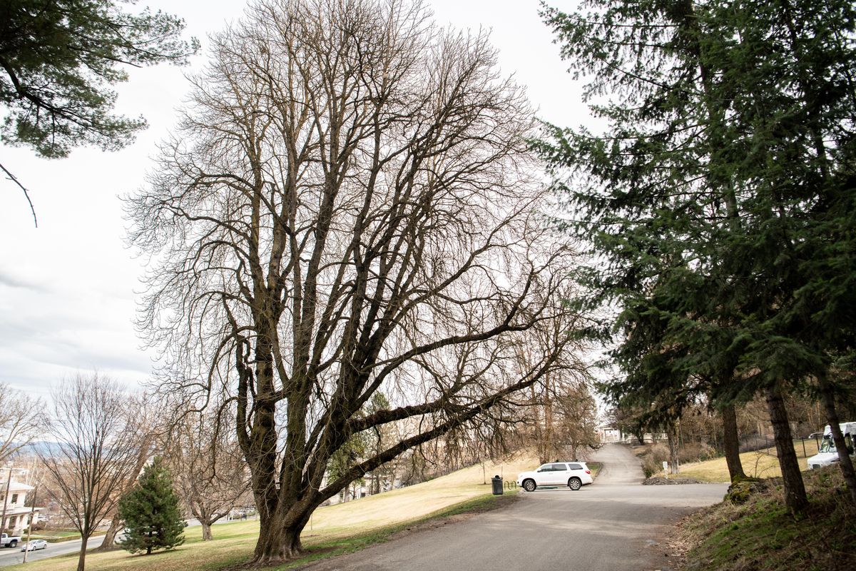 Spokane trees April 6, 2019 The SpokesmanReview