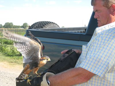 Jim Lott prepares an aplomado falcon for flight Thursday at his Burbank, Wash., blueberry farm.  (Associated Press / The Spokesman-Review)