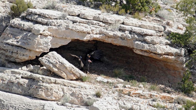 An adult California condor launches from where a chick hatched around April 22, 2011,in the wild at a new nest site near Vermilion Cliffs National Monument, northeast of the Grand Canyon.
 (Chris Parish / The Peregrine Fund)
