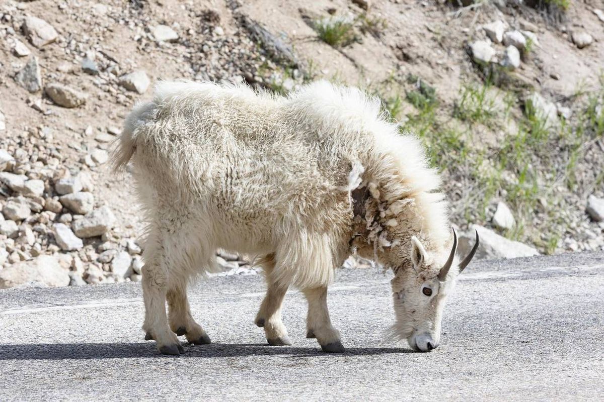 A mountain goat licks salt from the road on Idaho 21 near Stanley last summer.  (Sarah A. Miller)