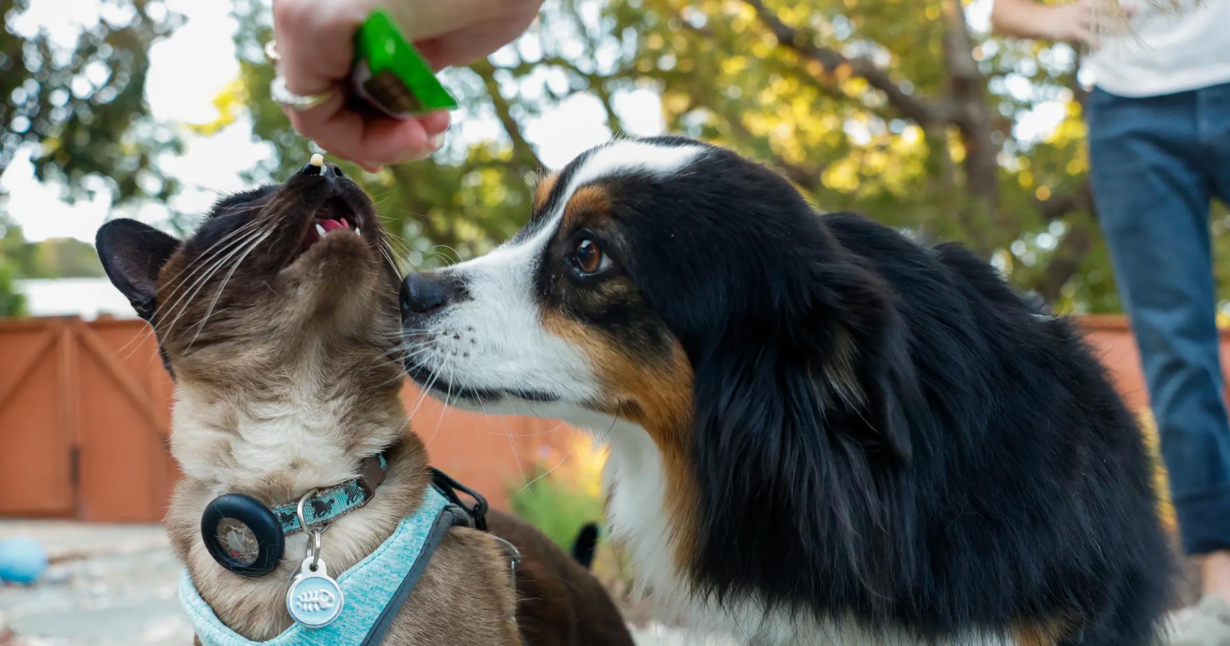 'It's a cat on a leash!' Why so many L.A. residents walk their feline friends