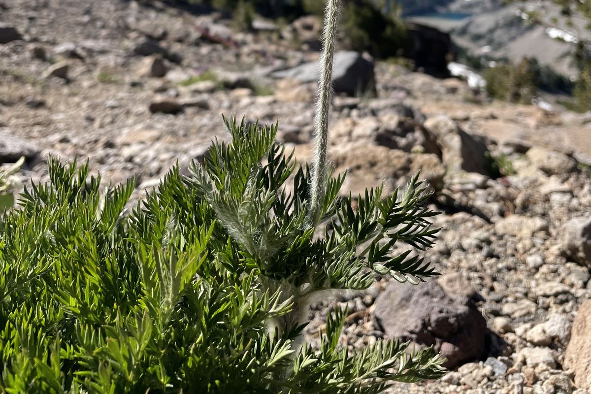 The Dr. Seuss Flower, or western pasqueflower, is a hallmark of Midstokke family adventures. These high-alpine blooms flower when the snow melts, then form the tall-growing seed head.  (Courtesy of Ammi Midstokke)