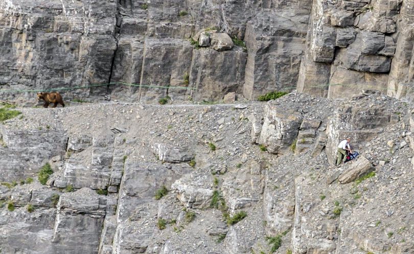 An unidentified hiker from North Carolina, right, crouches under a rock as grizzly bear passes him on the steep and narrow Highline Trail in Glacier National Park in Montana on July 28, 2014. Philip Granrud, the photographer who observed the encounter, said it was the only part of the trail where the hiker could climb down to avoid the bear. (Philip Granrud / Associated Press)