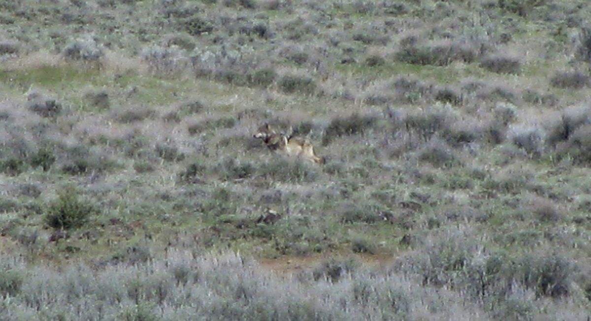 This May 8, 2012, photo provided by the California Department of Fish and Game shows OR-7 on a sagebrush hillside in Modoc County, Calif. (Associated Press)