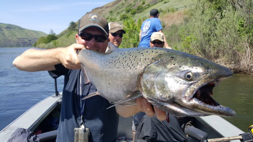 A Clearwater River spring chinook is handled by Adam Hocking. (Dan Barth)