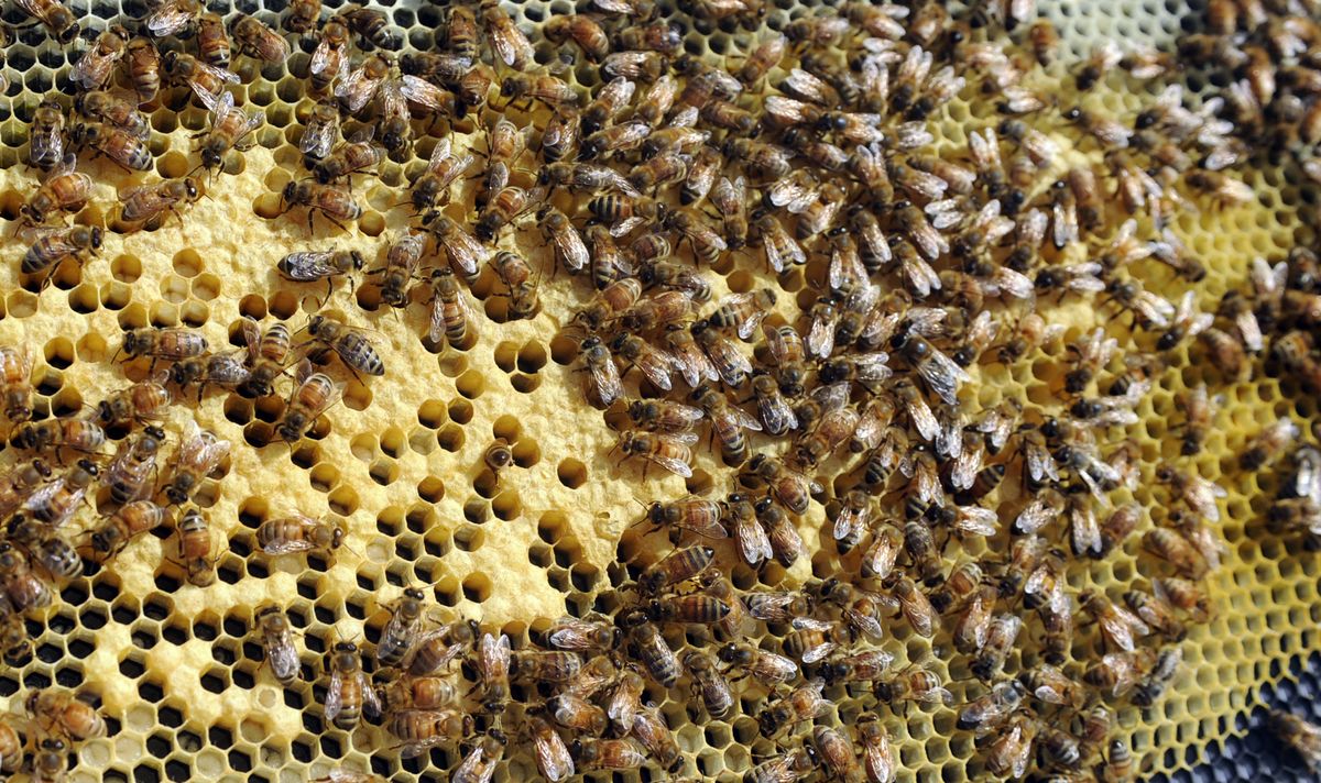 Honeybee ailment could be losing its sting | The Spokesman-Review