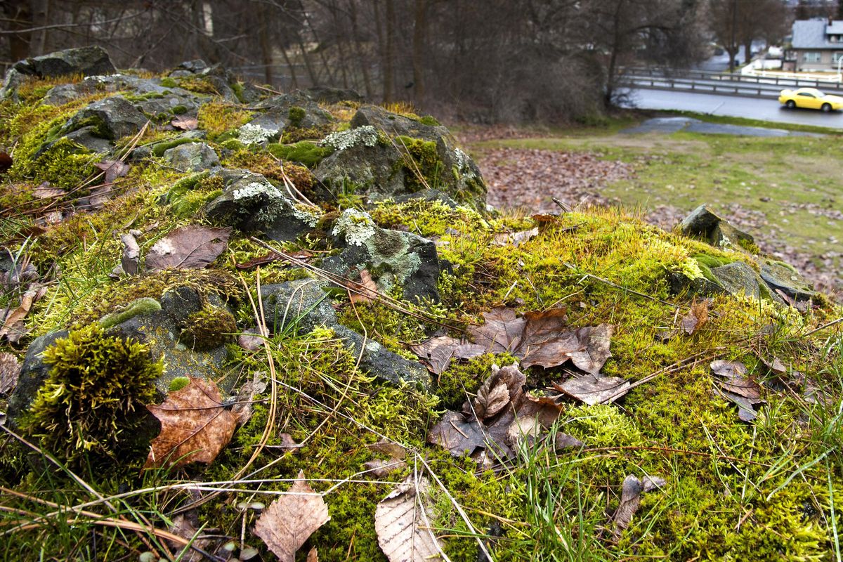 Moss grows on a rock outcropping, Feb. 19, 2016, in Spokane at the site where the city’s park board purchased more property near Drumheller Springs, an expansion of the historic site. The new parcel is at 3121 N. Maple St. (Dan Pelle / The Spokesman-Review)