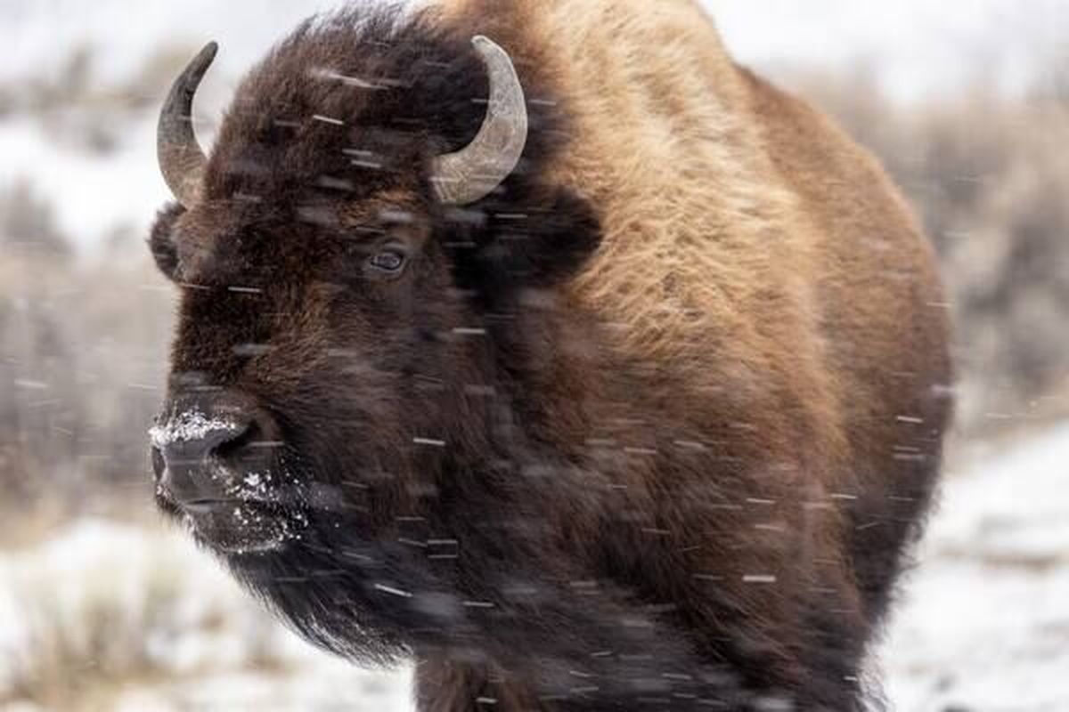 A bison is shown near the northern boundary of Yellowstone National Park.  (By Louise Johns/For The Washington Post)