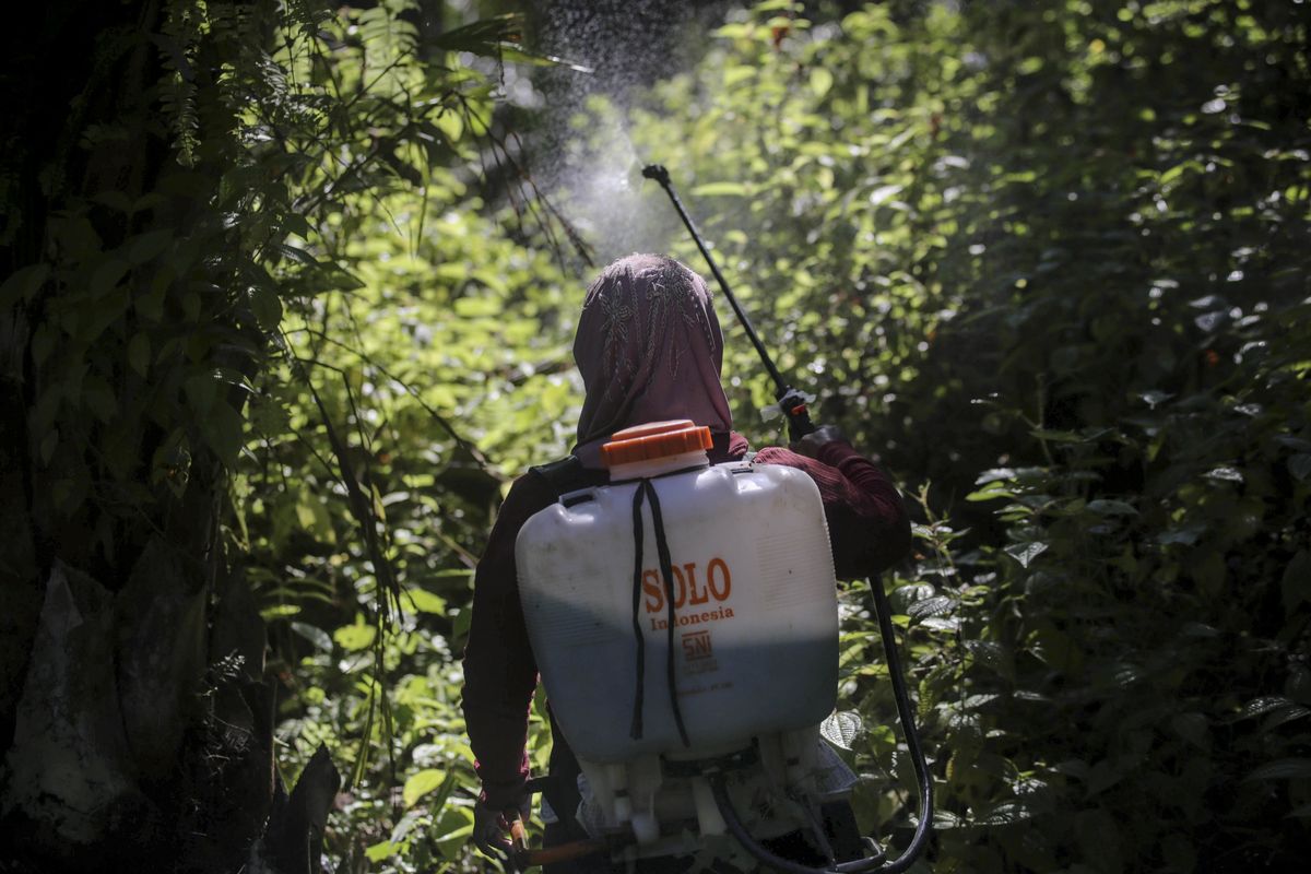 A female worker sprays herbicide in a palm oil plantation in Sumatra, Indonesia, on Saturday, Sept. 8, 2018. Many women are hired by subcontractors on a day-to-day basis without benefits, performing the same jobs for the same companies for years and even decades. They often work without pay to help their husbands meet otherwise impossible daily quotas.  (Binsar Bakkara)