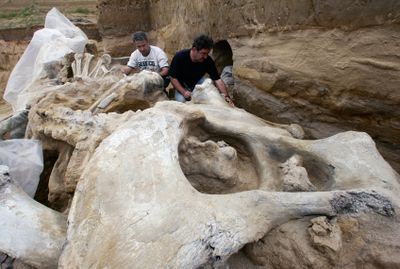 Archaeologists work on a recently unearthed mammoth skeleton  in Kostolac, Serbia.  (Associated Press / The Spokesman-Review)