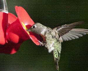 A hummingbird snacks at a feeder in Arizona. (Associated Press)