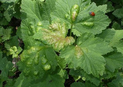 Aphids distort  the leaves of  this currant. A  lady beetle  will  lay  eggs and the larvae will eat the aphids. Special to  (Pat Munts Special to / The Spokesman-Review)